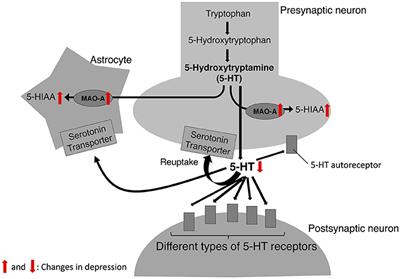 Regulatory Pathways of Monoamine Oxidase A during Social Stress